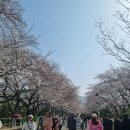 진해군항제 벚꽃여행(24.3.29.금) 이미지