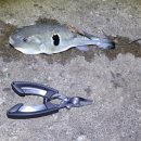 오두돈대 이미지