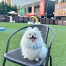 도그와트(Dogwarts) 이미지