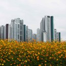 코스모스드림 이미지