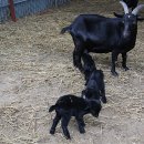 토종흑염소농장 이미지