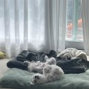 꼬마애견샵 | 별별 : 금천구 시흥동 애견 강아지 말티즈 미용 싹둑몽 내돈내산 후기