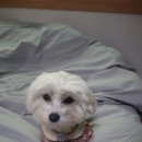 팰리스 독 이미지