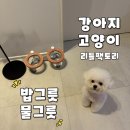 다온팩토리 | 리틀팩토리 강아지, 고양이 밥그릇 / 물그릇 제품 협찬 리뷰