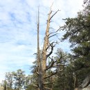 미국 세계 최장수 소나무(Ancient Bristlecone Pine Forest) 이미지