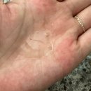 샤론헤어 | 끈적임 없는 헤어에센스 추천 에이르보 헤어오일 10 블룸오브샤론 에센스 사용후기