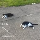 카페냥