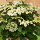 도피오DOPPIO 이미지