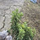 【판매&amp;예약】참빗살나무 조경수 가을 정원을 아름답게 꾸며 주는 참빗살 나무 조경수 팝니다 이미지