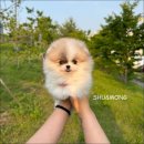 동탄 강아지 분양 슈앤몽 본점 이미지