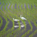 038. 조선시대 모내기와의 전쟁! 이미지