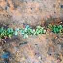 주빈농장 이미지