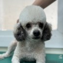 토리켄넬 이미지