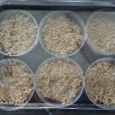 핑크랑보라 이미지