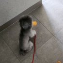 펫시티 이미지