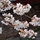 여좌천거리 이미지