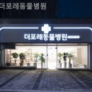 더 포레 동물병원 | 경기광주 근처동물병원 더포레동물병원 스케일링비용