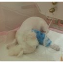 이뿐여우미용실 | 이름은 서너개~~ 사랑짱, 사랑꾼, 사랑아~