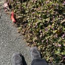 더킹몰 | [일본 교토] 아라시야마 니시키시장 소우소우 이치방쿠지 그리고 간사이 공항