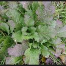 양산천변 이미지