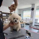 잇츠그루밍애견미용학원 | 수원애견미용학원 정애견미용학원 기초부터 탄탄한 실습 위주 푸들 미용 과정 솔직 후기