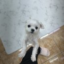 희망 애견 미용실 | 천안 애견미용 &#39;희망애견미용실&#39; 뽀미 첫발바닥 미용 후기!
