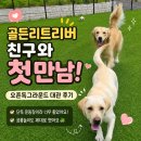 골든독 | 강아지 대관 운동장 남양주 오픈독그라운드 후기 골든리트리버 친구와 데이트