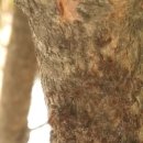 송진농장 이미지