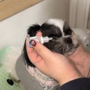 엘동물병원 | 영국 강아지 탁망액 엘녹스 아이드롭 구매 후기