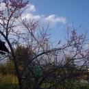 복숭아꽃 살구꽃 이미지