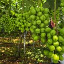 동천한증막 이미지