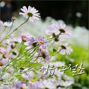 쌍치 추령천 벚꽃축제 | 정읍구절초 블로그 응모 / 정읍 구절초축제 전날 옥정호 구절초테마공원