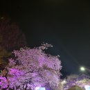 블러섬랜드 | 렛츠런파크서울 실시간 벚꽃만개(2025.4.11) 주차꿀팁