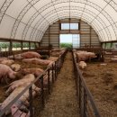 돼지우리 이미지