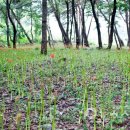 성주산자연휴양림 이미지