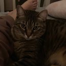 이쁘냥 고양이 미용실 이미지