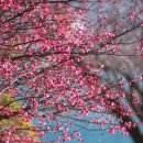 매화1공원 이미지