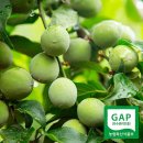 광양매화골농원 영농조합법인 이미지