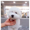 앙쥬르펫살롱 이미지