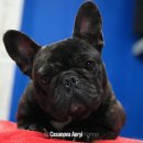 카사노바 에리켄넬 이미지