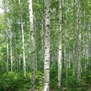 원대리 자작나무숲 이미지