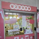 마을쉼터 | 성수역 고양이 카페 길고양이마을 성수협력점 유기묘 입양 쉼터 방문 후기