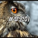 부엉이 이미지