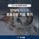 다솜동물병원 - 은평구 응암로 152 | 부산 24시 동물병원 강아지 폐수종 호흡곤란 치료 후기