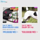 도그플러스동물병원 이미지