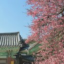 성보 | 2026년 2월 중순 <양산 통도사> 홍매화, 매화꽃 개화 상황 공유, 방문 후기/성보박물관은 공사중