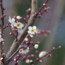 황진이PC 이미지