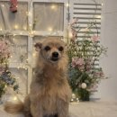 몽이묭실 이미지