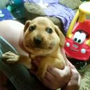 멍멍이 달린다 이미지