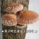 표고버섯의 뛰어난 효능 12가지 이미지